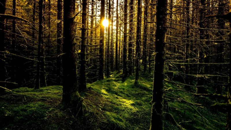 Мод бүрийг тоолохуй: Норвегичуудын ойгоо аварсан нууц