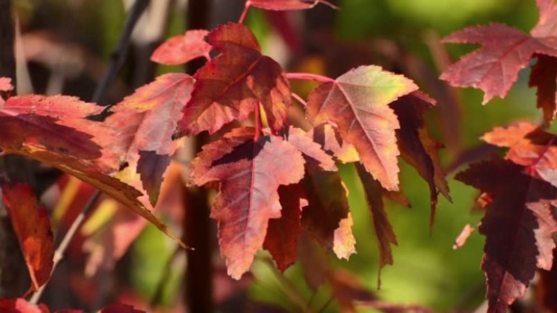 Acer tataricum subsp. ginnala - Гиннал агч