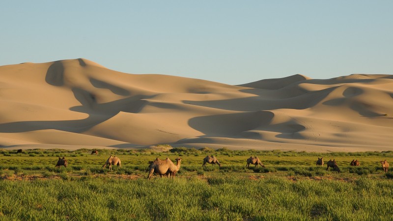 Монголын үзэсгэлэнт газрууд - Хонгорын элс